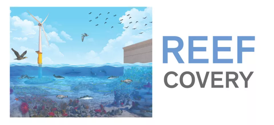 Reefcovery image