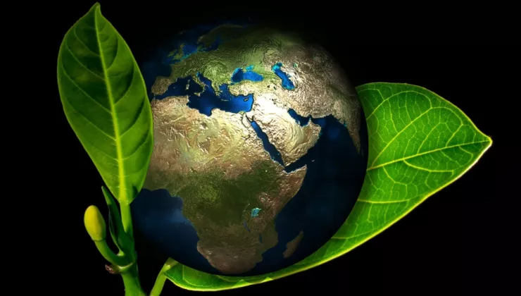 aarde in plant