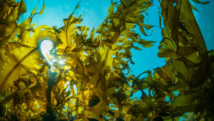 Aquacultuur